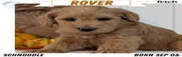 Schnoodle dogs for sale: Rover - Ad 1