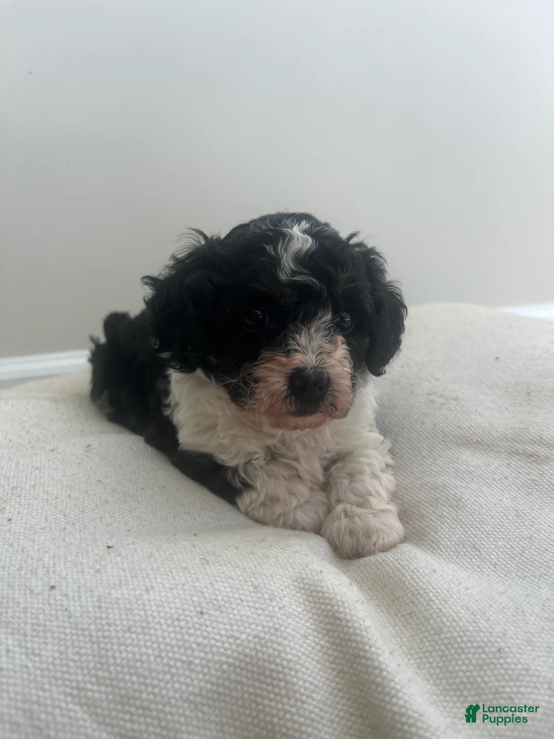 Cavapoo dogs for sale: Lily - Ad 2