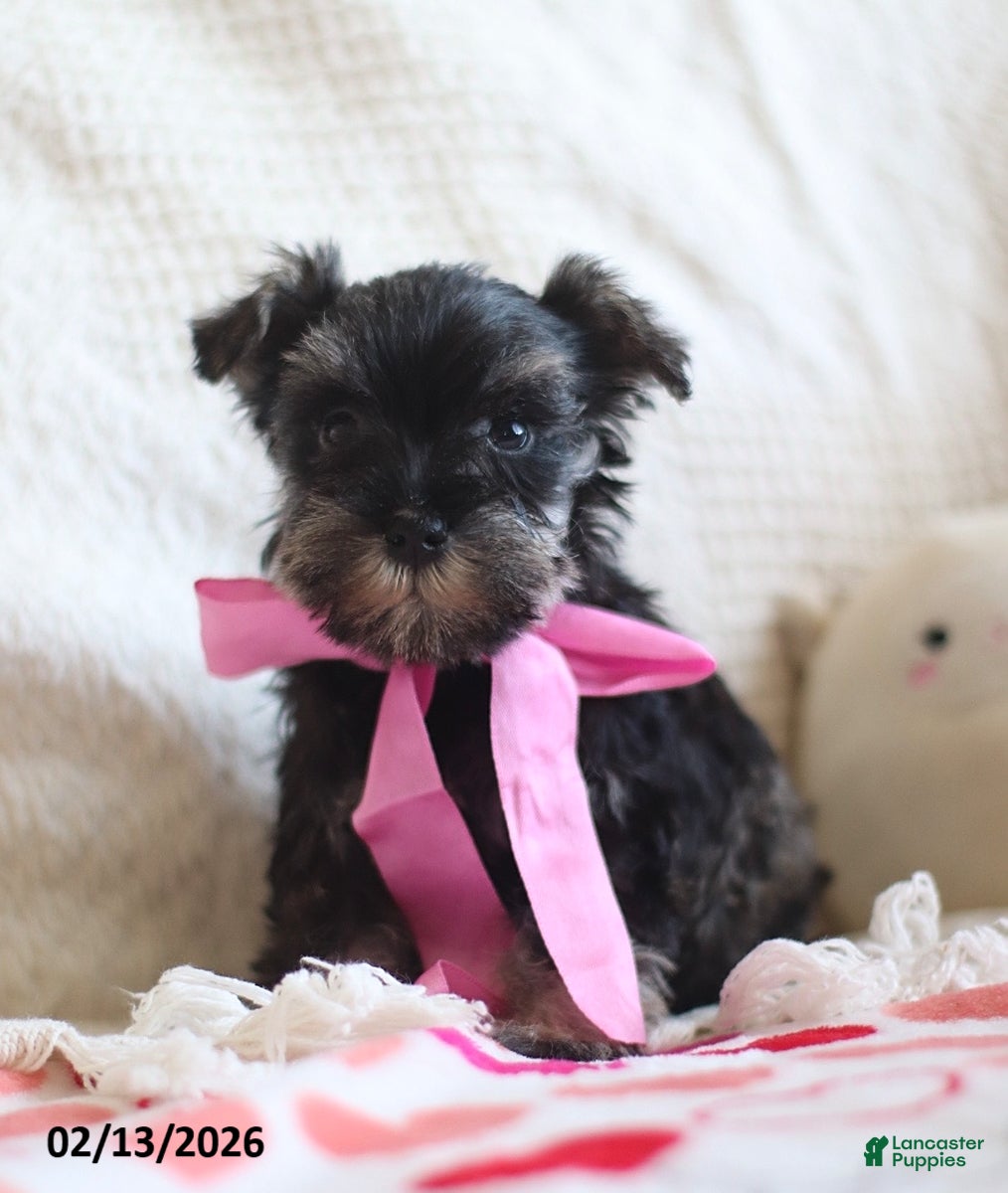 Miniature Schnauzer dogs Susie - Ad 2