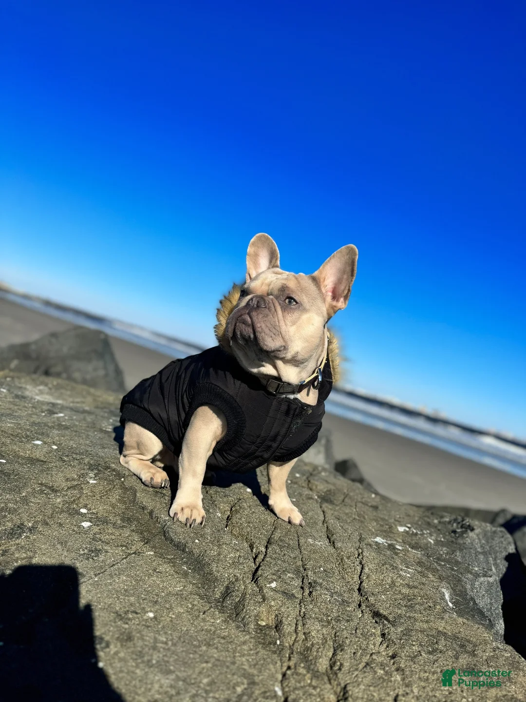 French Bulldog dogs for stud: French Bulldog 100% UP FOR STUD SERVICES - Ad 5
