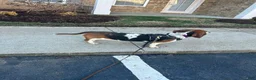 Basset Hound dogs for sale: Teddy - Ad 20