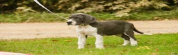 Great Dane dogs for sale: Celestia Great Dane  - Ad 3