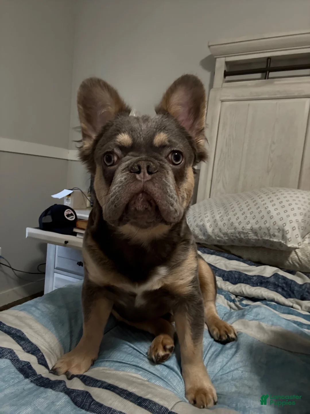 French Bulldog dogs for sale: French Bulldog 3 - Ad 5