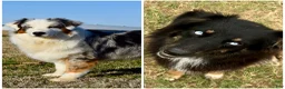 Australian Shepherd dogs for sale: Fawn - Ad 5