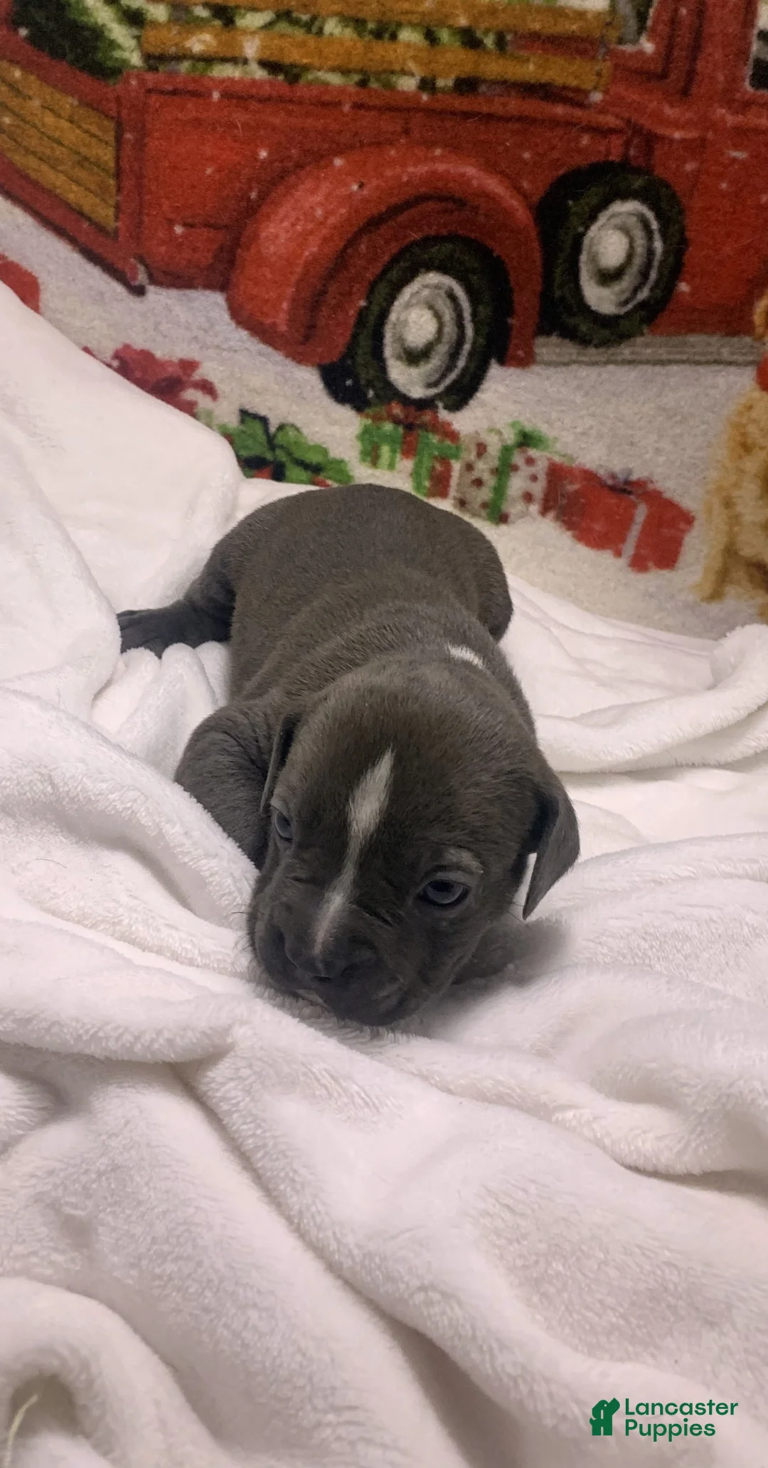 Mixed Breed dogs for sale: Lucille - Ad 9