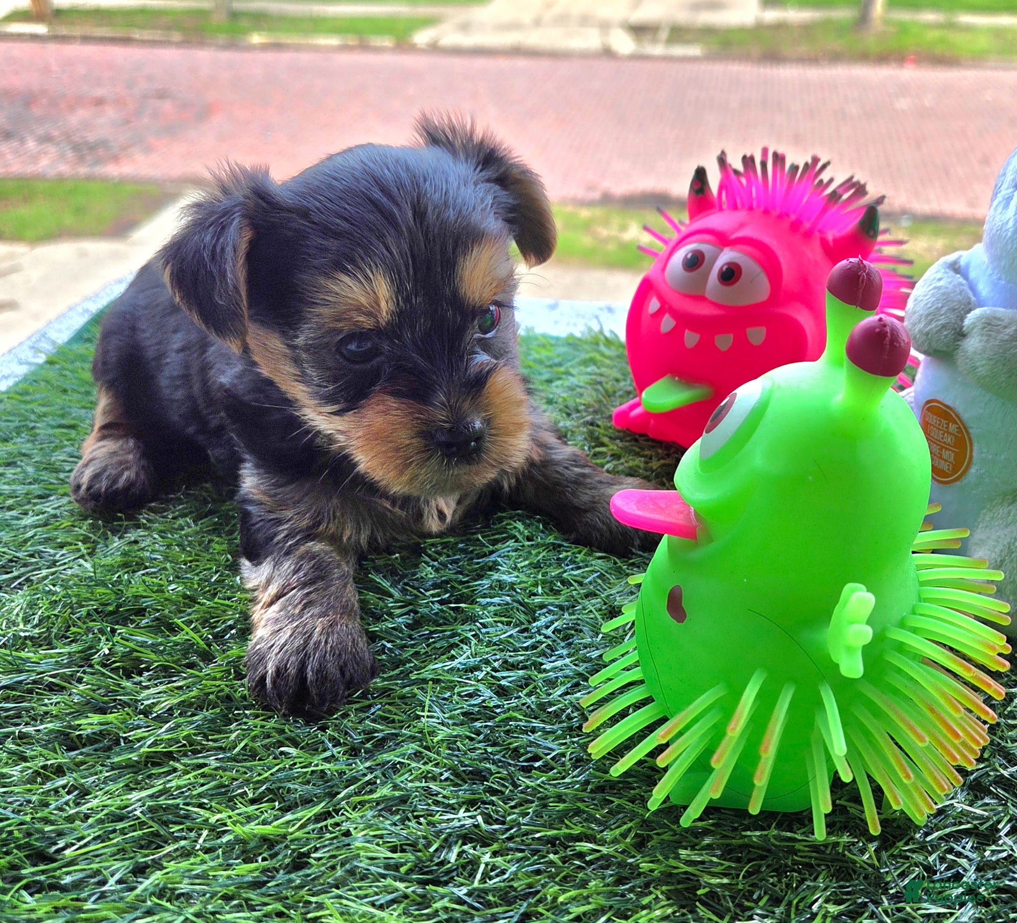 Yorkshire Terrier dogs Harley - Ad 2