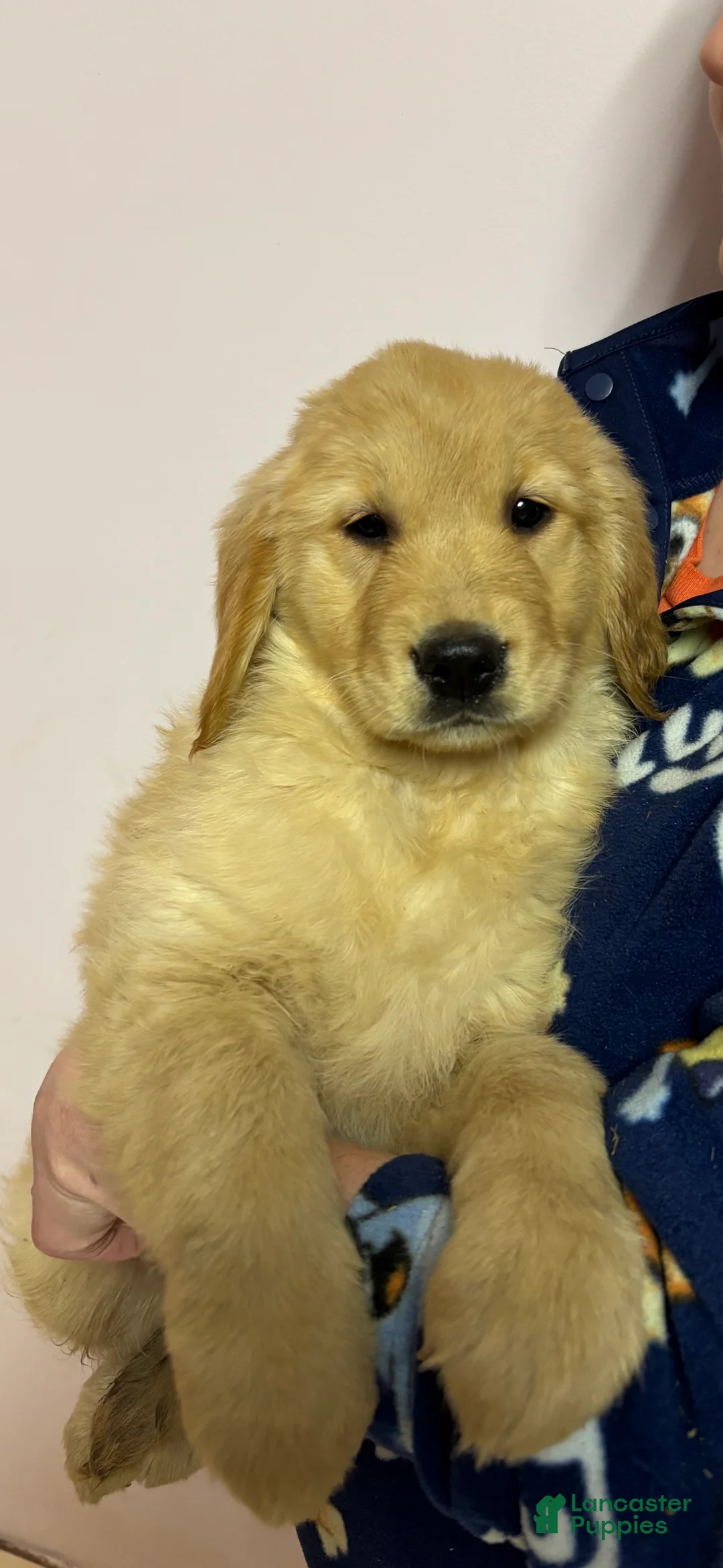 Golden Retriever dogs for sale: Melody - Ad 1