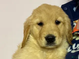 Golden Retriever dogs Melody - Ad 22