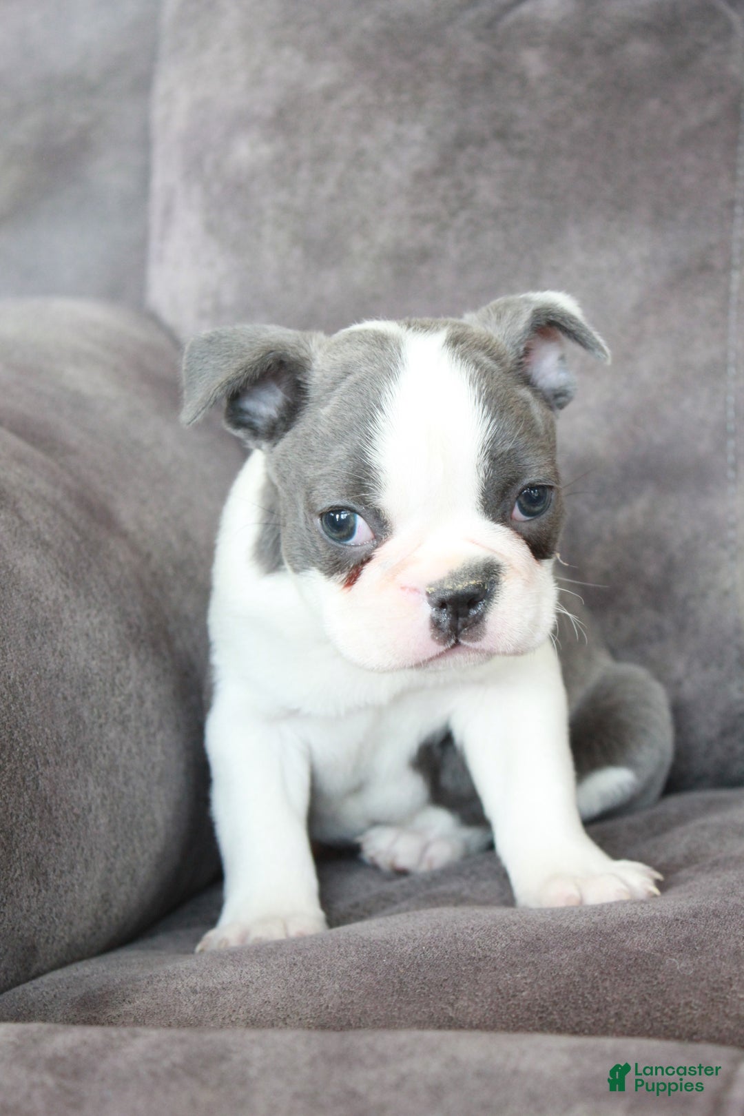 Frenchton dogs for sale: Frenchie  - Ad 6