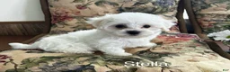 Bichon Frise dogs for sale: Bichon Frise Puppy 2 - Ad 3