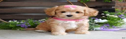 Maltipoo dogs for sale: Harmony  - Ad 9