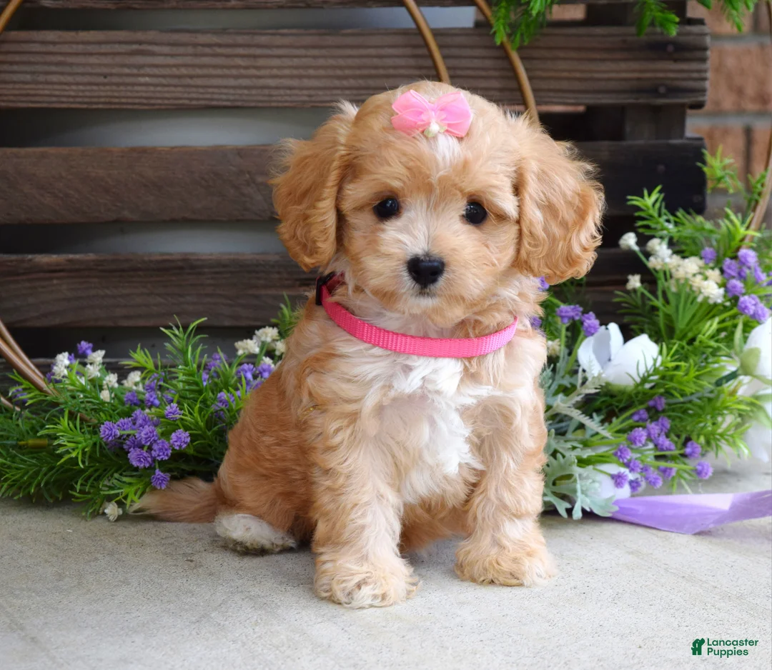 Maltipoo dogs for sale: Harmony  - Ad 9