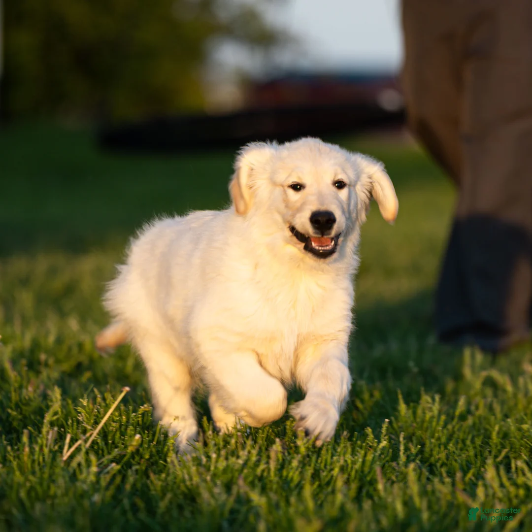 Golden Retriever dogs for sale: Mike the TRAINED Golden Retriever Puppy  - Ad 2