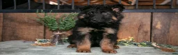 German Shepherd dogs for sale: Noah - Ad 3