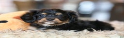 Mixed Breed dogs for sale: Cavalon Midnight - Ad 7