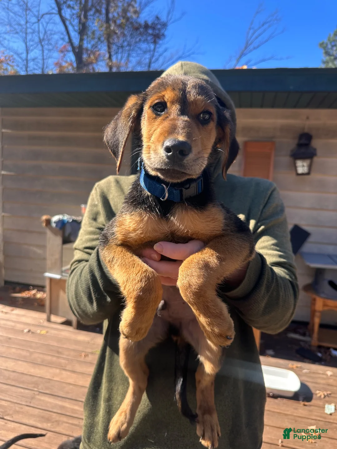 Mixed Breed dogs for sale: Mixed Breed 5 - Ad 2