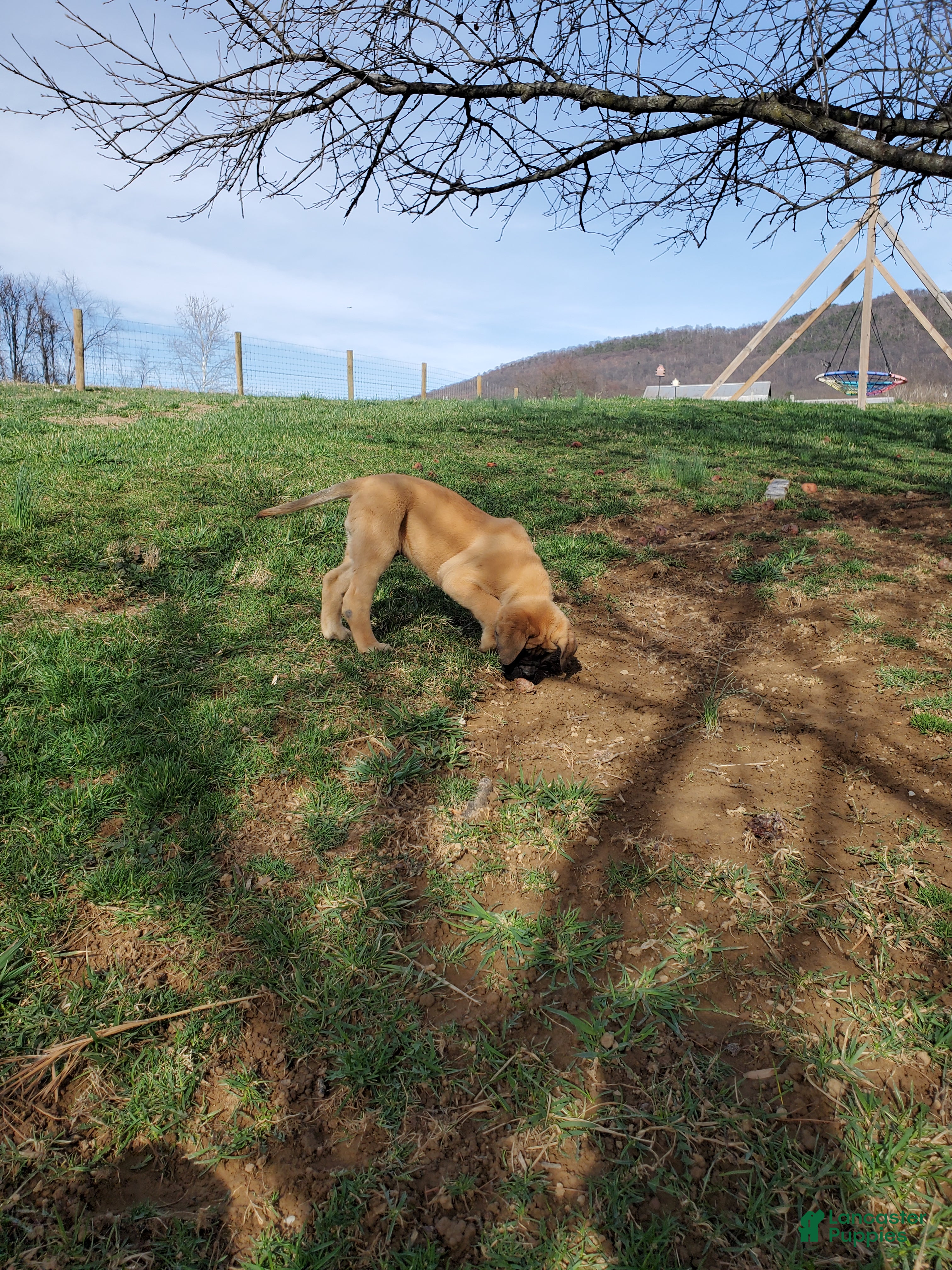 English Mastiff dogs Ryleigh - Ad 2
