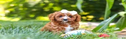 Cavapoo dogs for sale: Sky - Ad 15