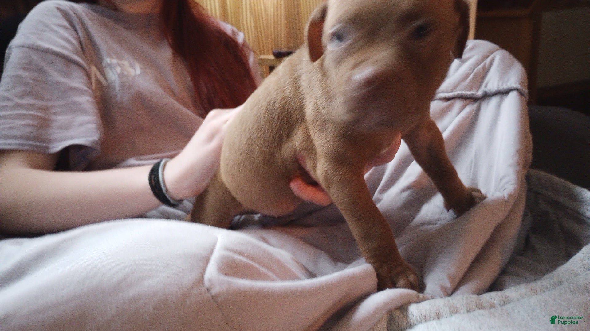 American Bully dogs Emma Bruntil - Ad 6