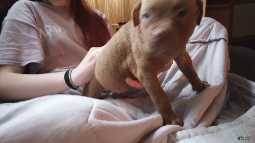 American Bully dogs for sale: Emma Bruntil - Ad 1