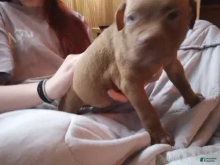 American Bully dogs Emma Bruntil - Ad 6