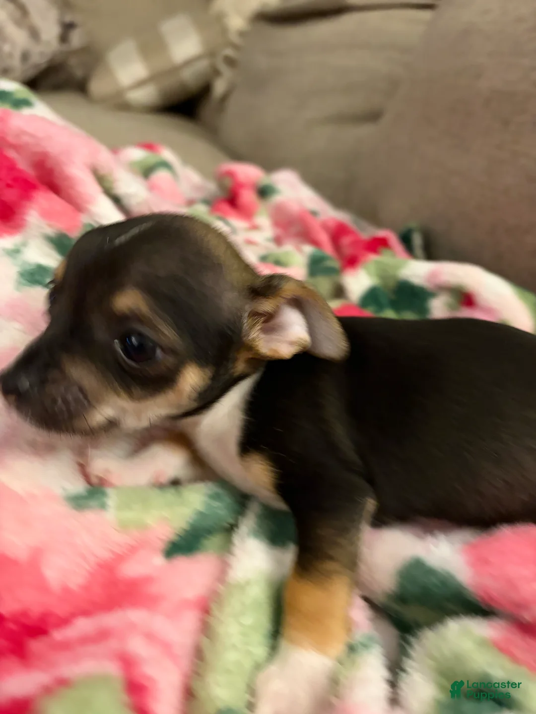 Chihuahua dogs for sale: Chihuahua Puppy 1 - Ad 5