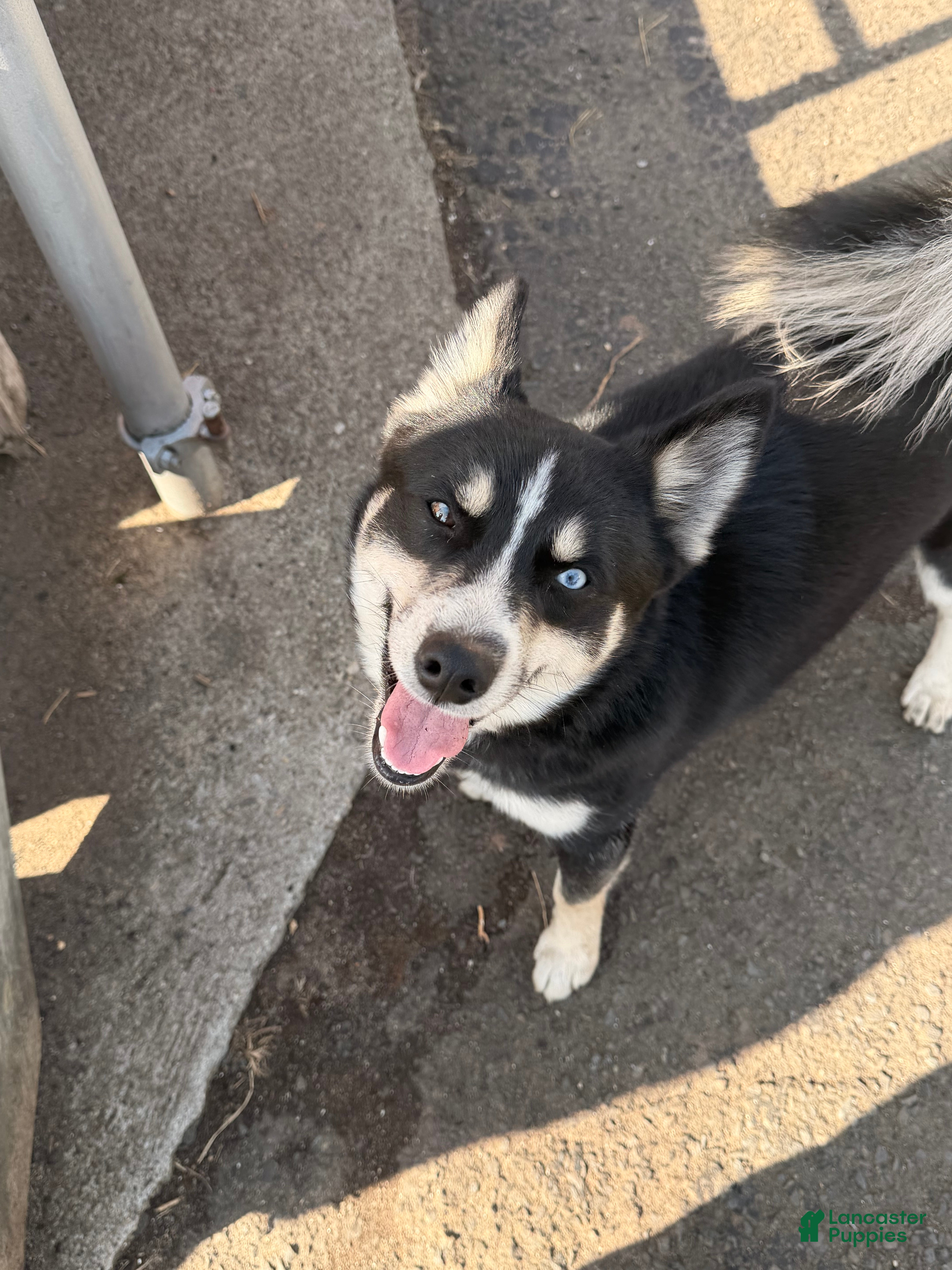 Pomsky dogs Boot - Ad 32