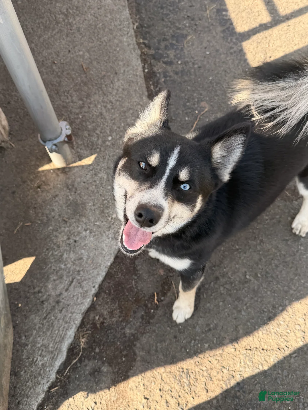 Pomsky dogs for sale: Boot - Ad 1