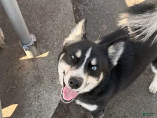 Pomsky dogs Boot - Ad 32