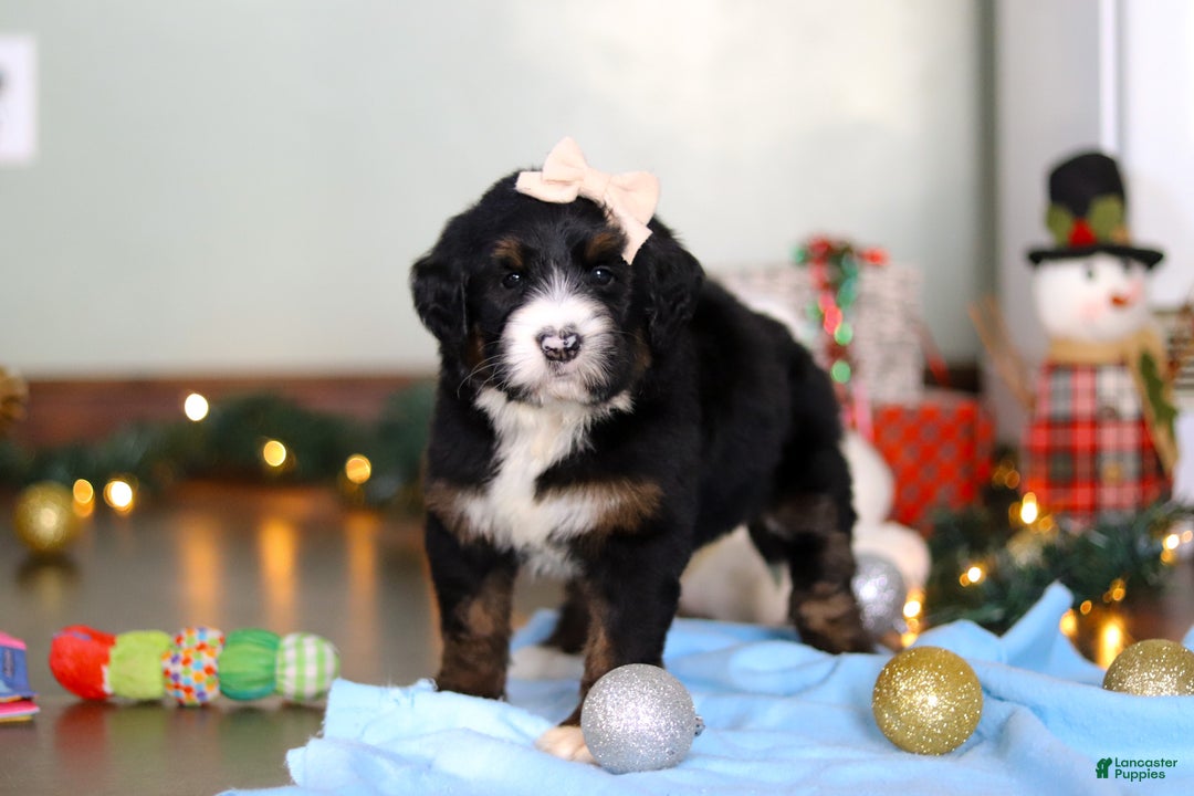Bernedoodle dogs for sale: Star - Ad 8