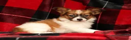Papillon dogs for sale: Max - Ad 4
