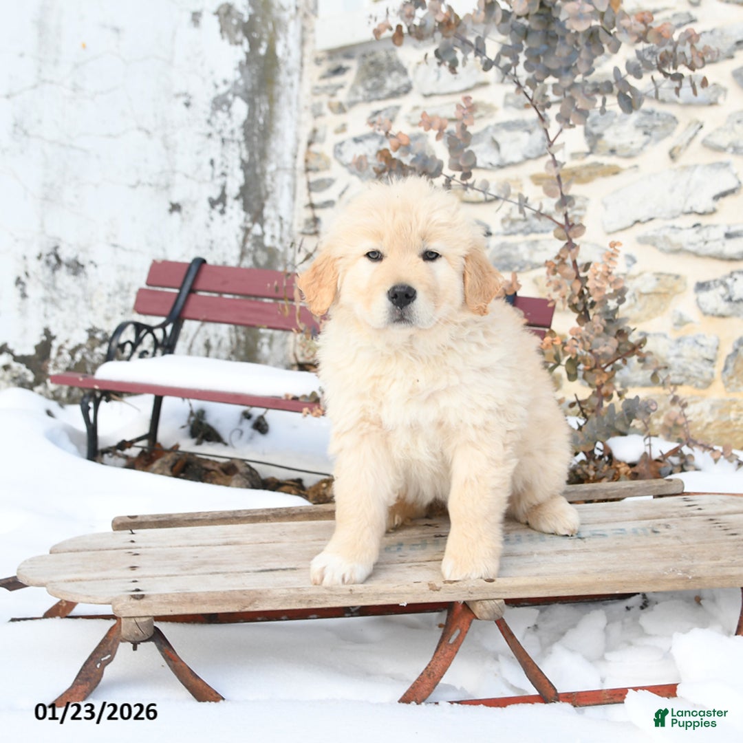 Mixed Breed dogs for sale: Trixi  - Ad 2