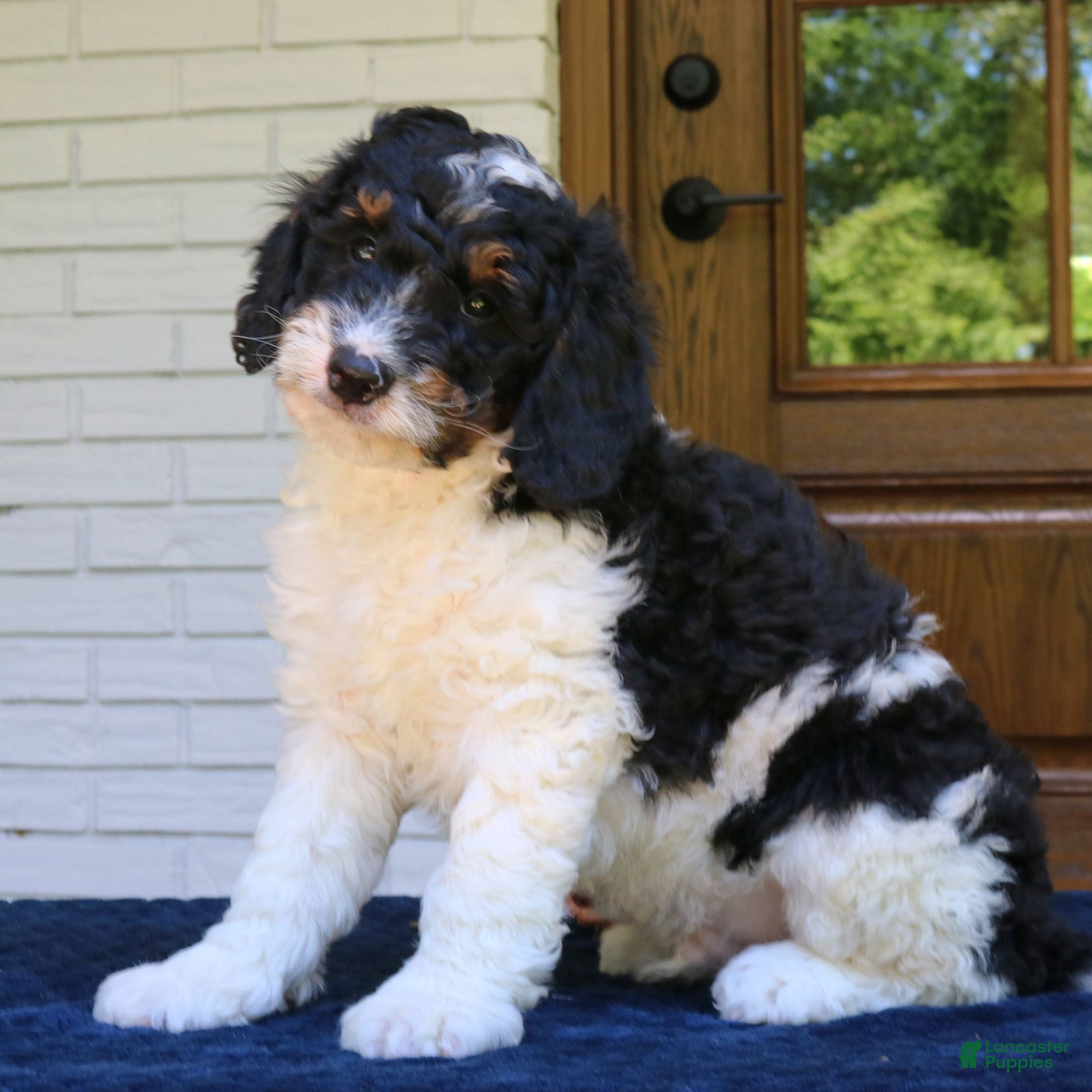 Mini Bernedoodle dogs Marshall  - Ad 1