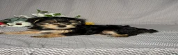 Yochon dogs for sale: Easton - Ad 4