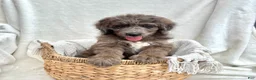 Bernedoodle dogs for sale: Scout - Ad 6