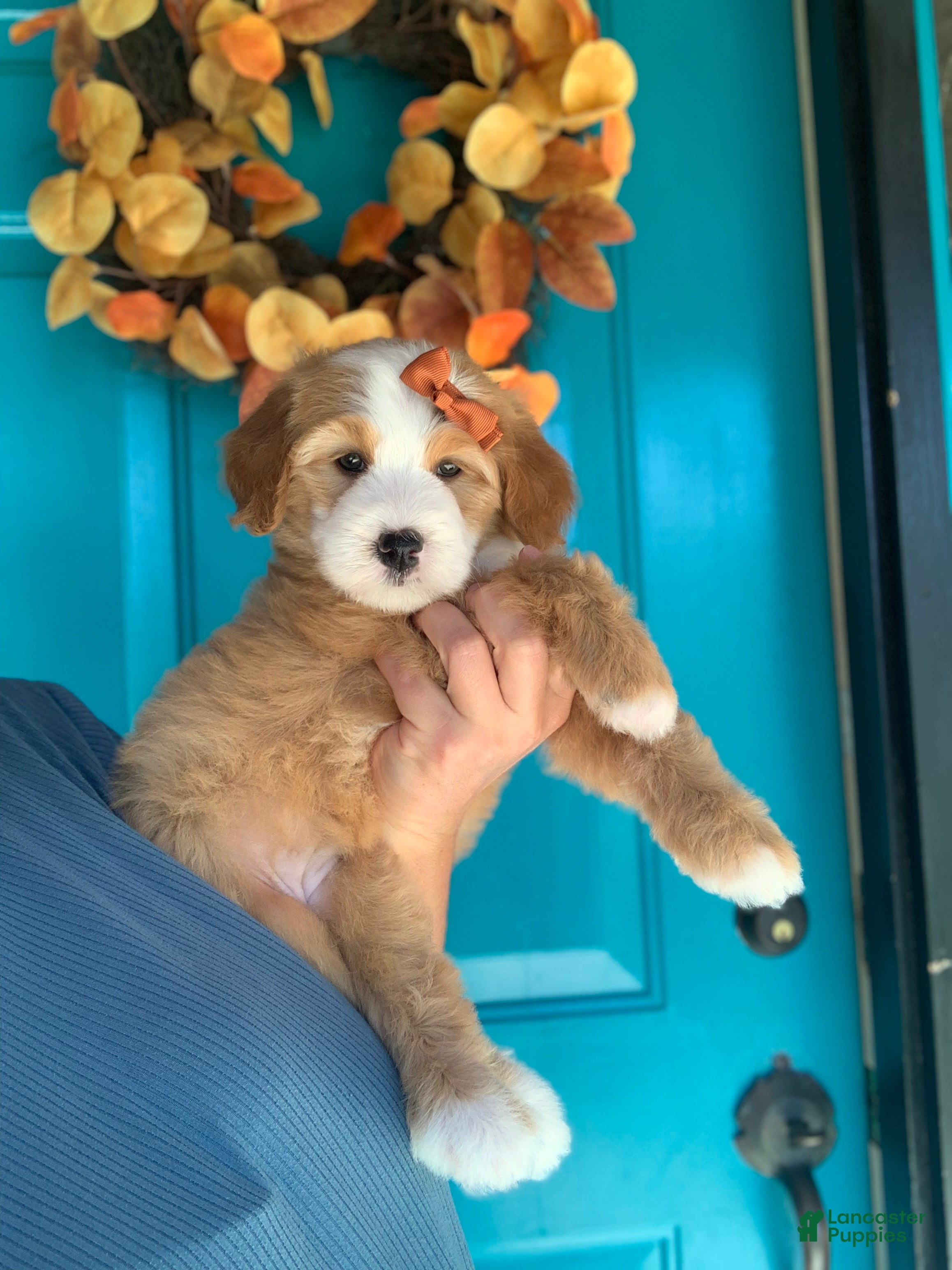 Bernedoodle dogs for sale: Goldie - Ad 2