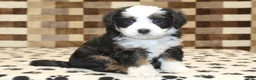 Mini Bernedoodle dogs for sale: Lucky - Ad 4