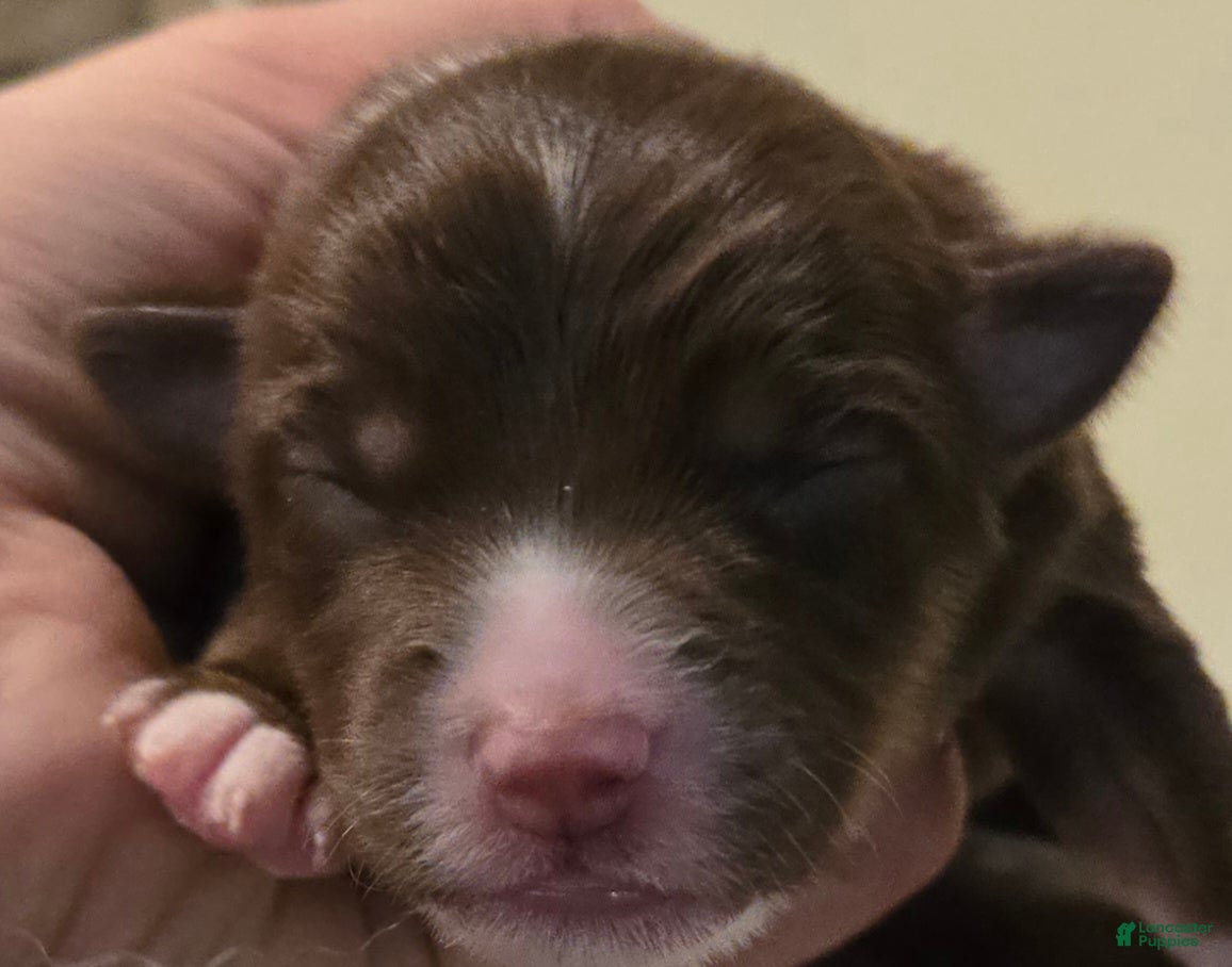Australian Shepherd dogs Australian Shepherd 8 - Ad 10