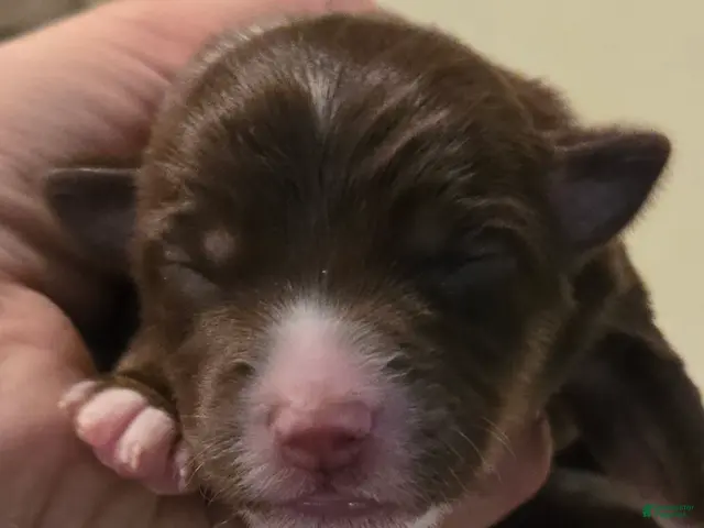 Australian Shepherd dogs Australian Shepherd 8 - Ad 5