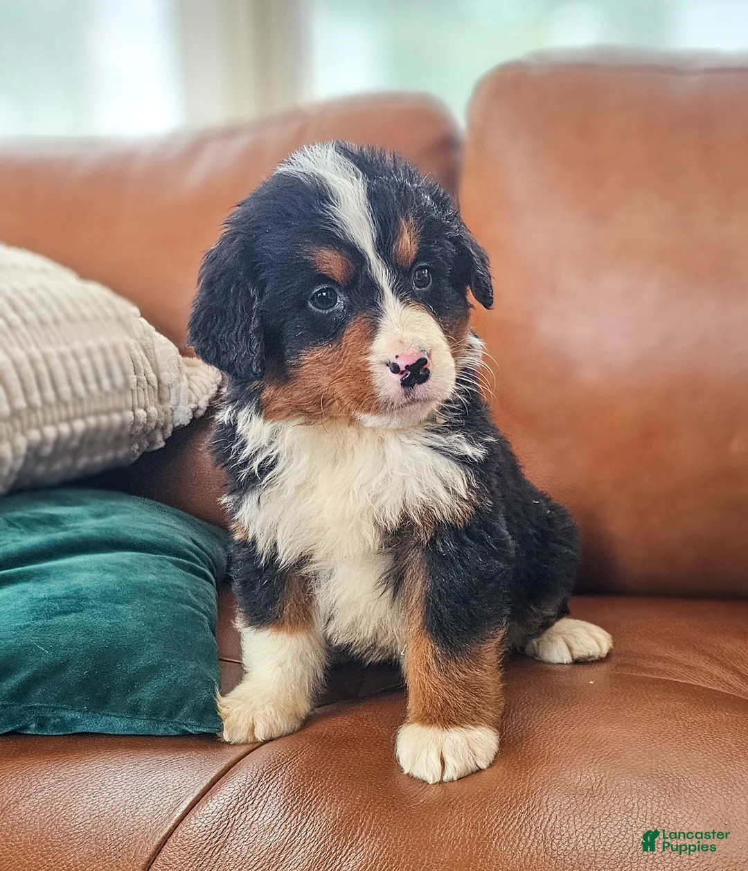 Bernedoodle dogs for sale: Buck - Ad 3