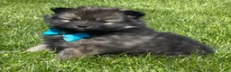 Pomeranian dogs for sale: Mystery - Ad 5