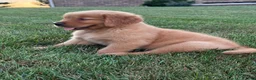 Golden Retriever dogs for sale: Milo - Ad 3