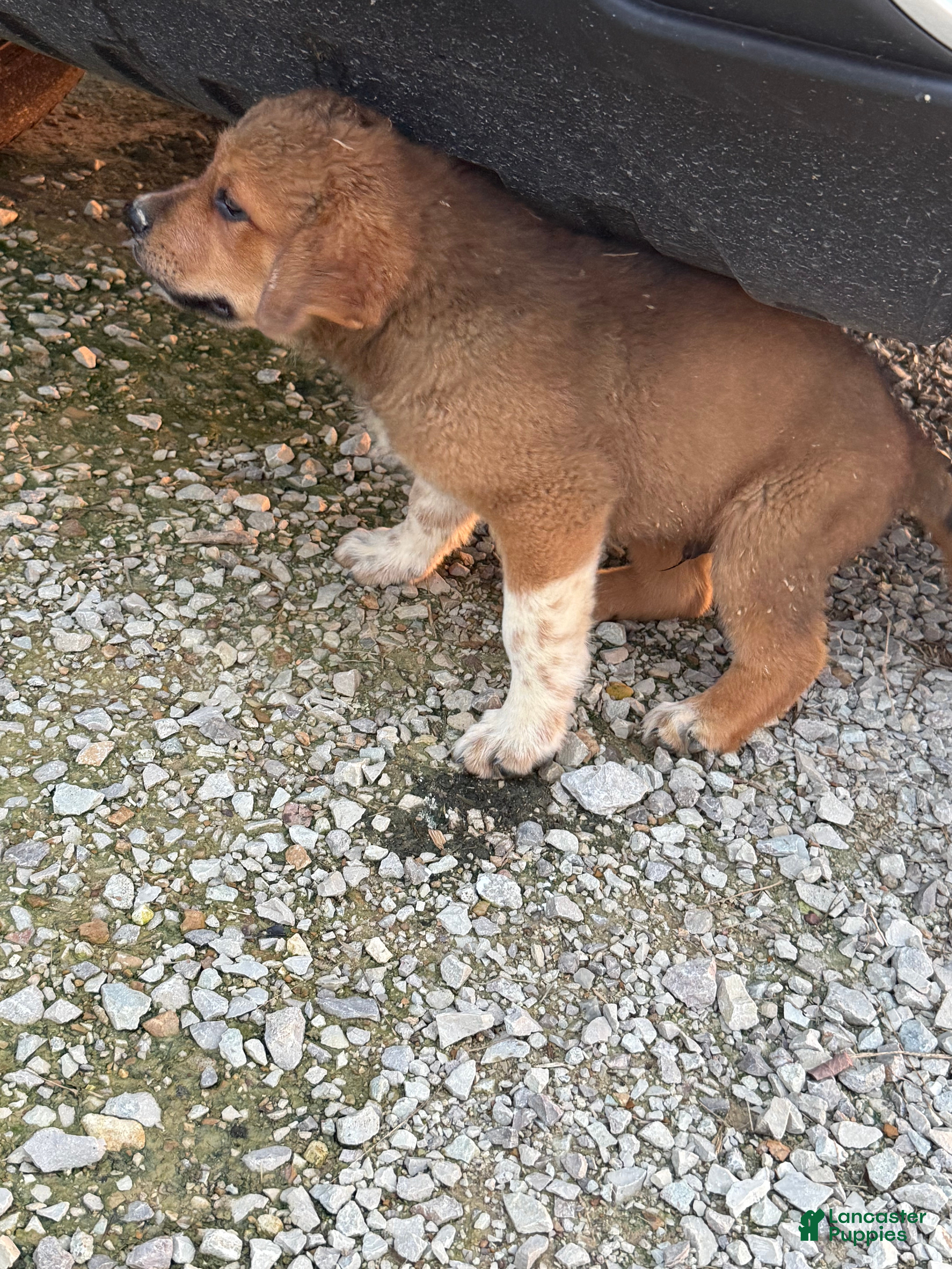 Mixed Breed dogs Sitka - Ad 2