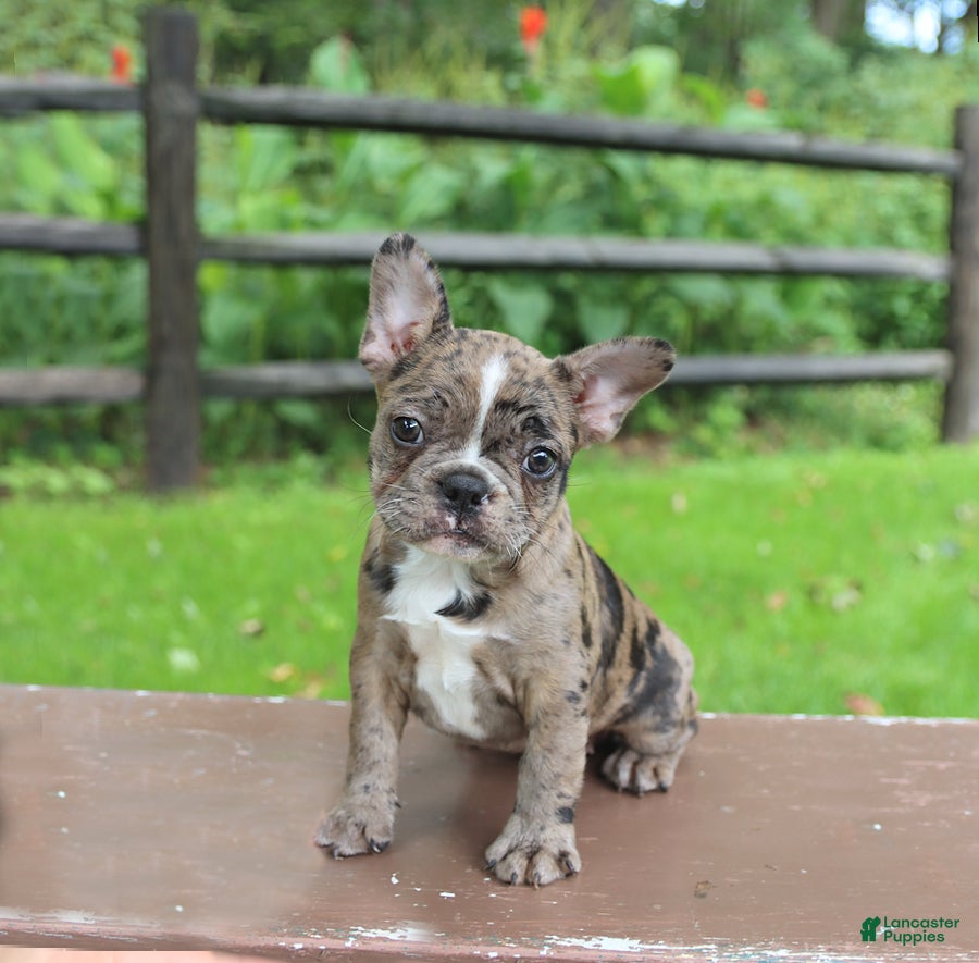 Frenchton dogs Katie - Ad 1