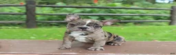 Frenchton dogs for sale: Katie - Ad 1