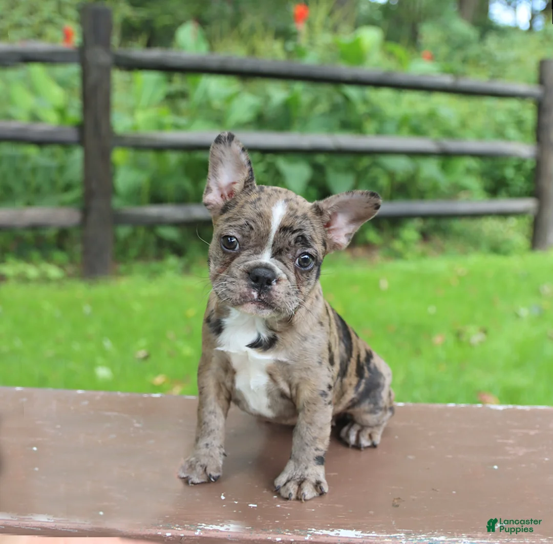 Frenchton dogs for sale: Katie - Ad 1