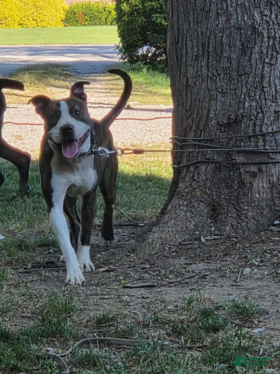 American Staffordshire Terrier dogs for sale: American Staffordshire Terrier 1 - Ad 2