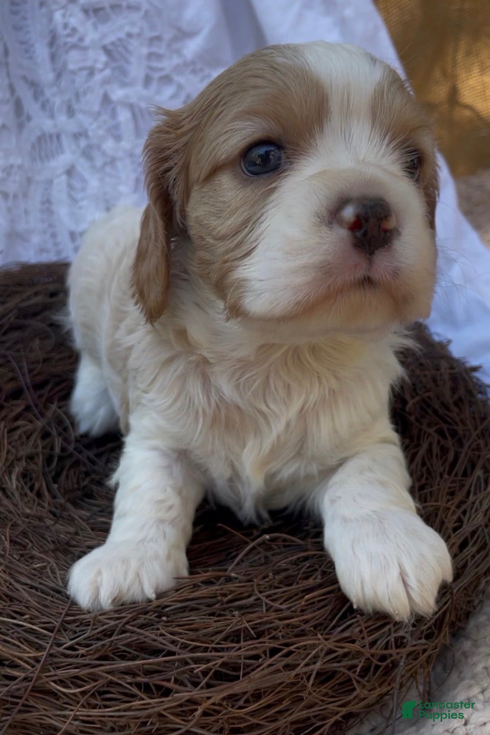 Mixed Breed dogs Maël - Ad 2