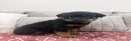 Rottweiler dogs for sale: Red collar boy - Ad 4