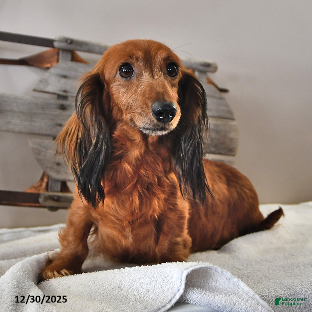Miniature Dachshund dogs for sale: Rusty - Ad 4